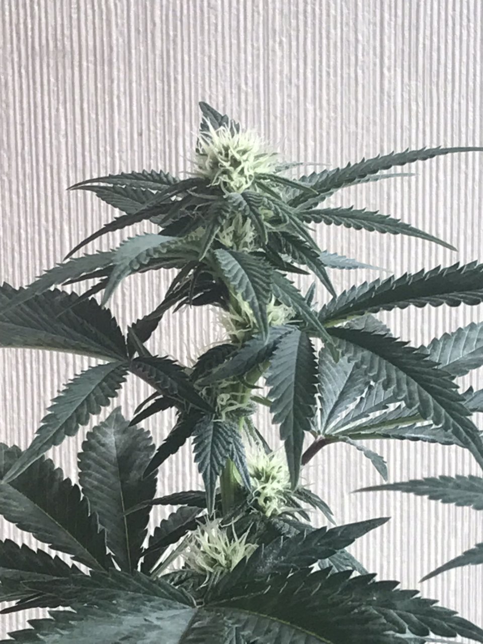 Durban Poison-Day 19F-v.JPEG