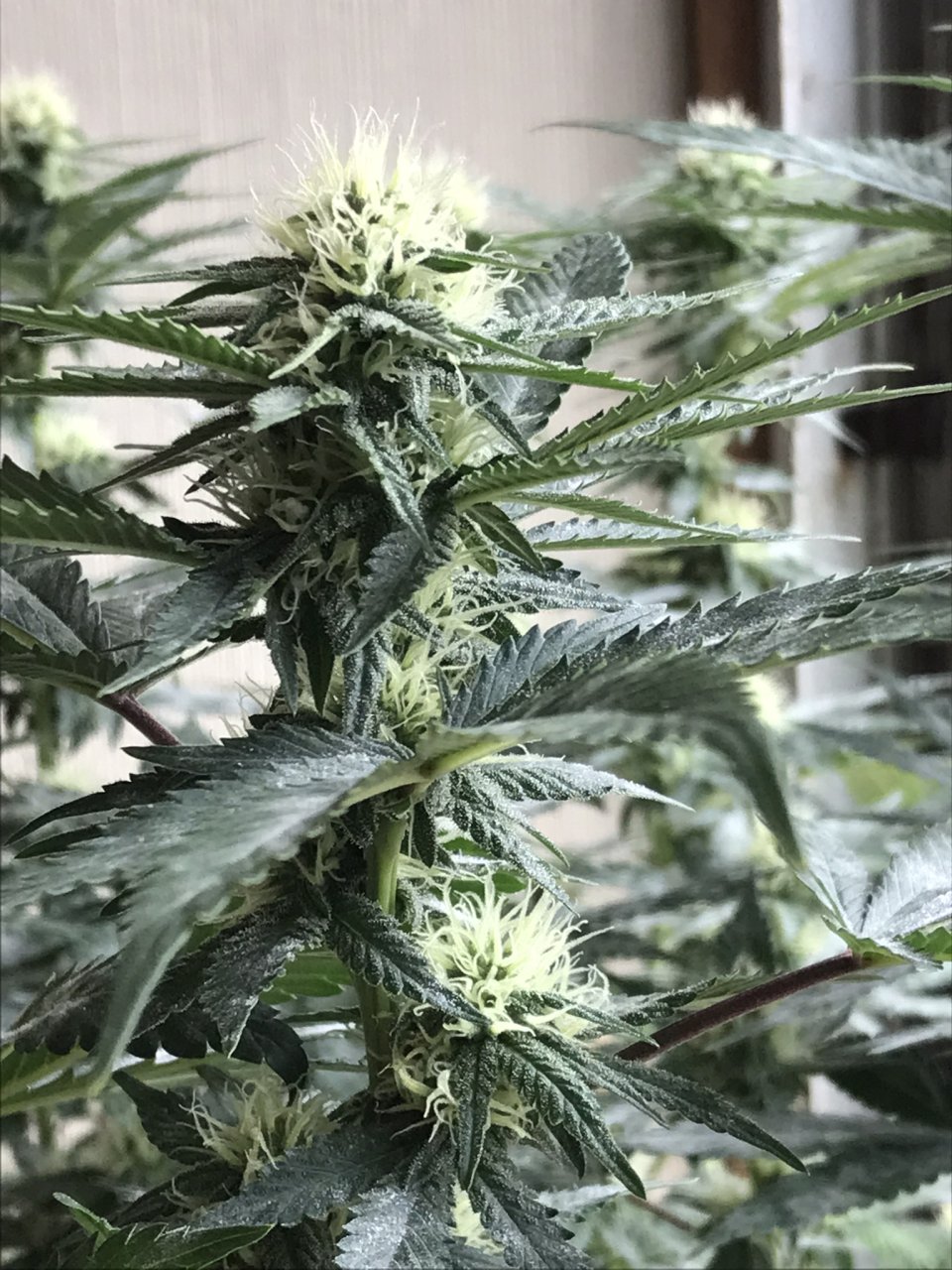 Durban Poison-Day 24F-bb.JPEG