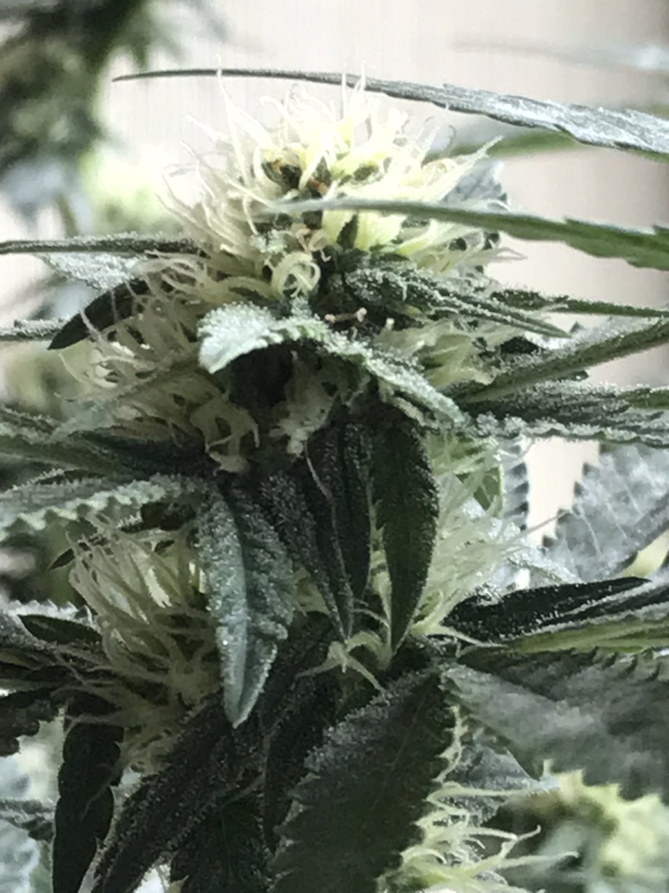 Durban Poison-Day 24F-cc.JPEG