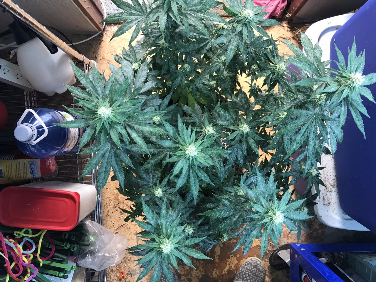 Durban Poison-Day 24F-hh.JPEG