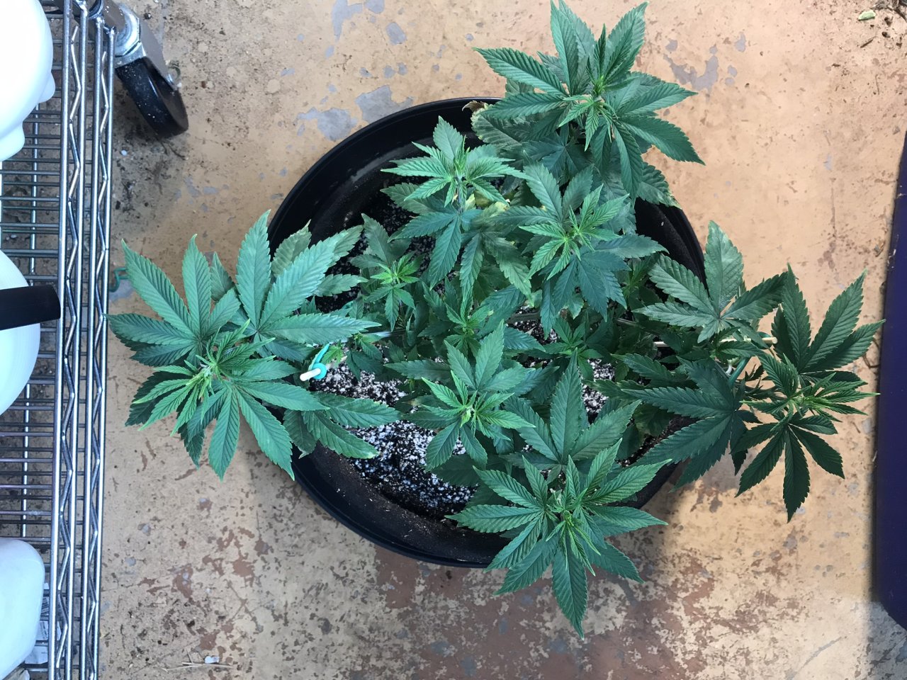 Durban Poison-Day 71-b.JPEG