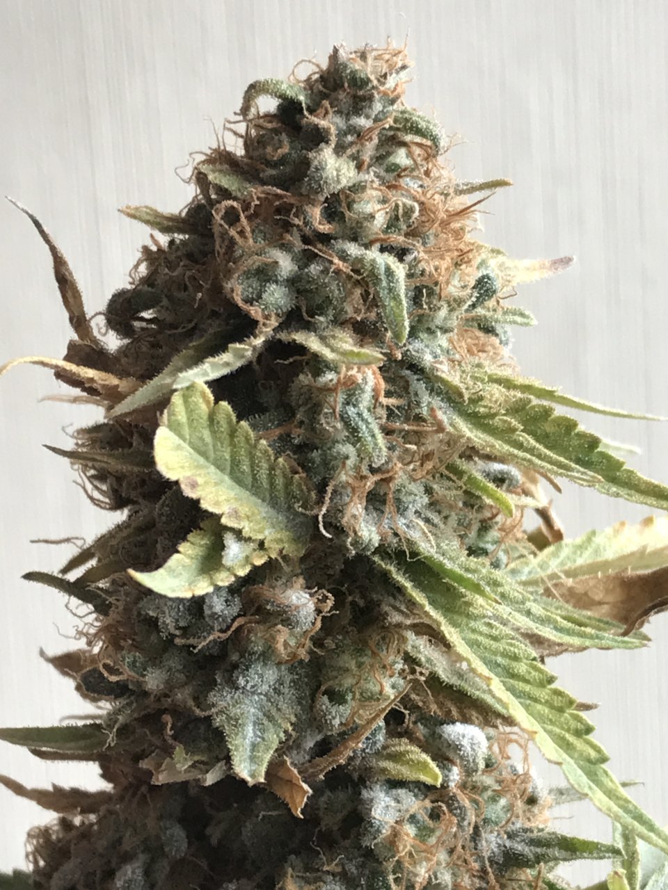 Durban Poison-Day 75F-b.JPG