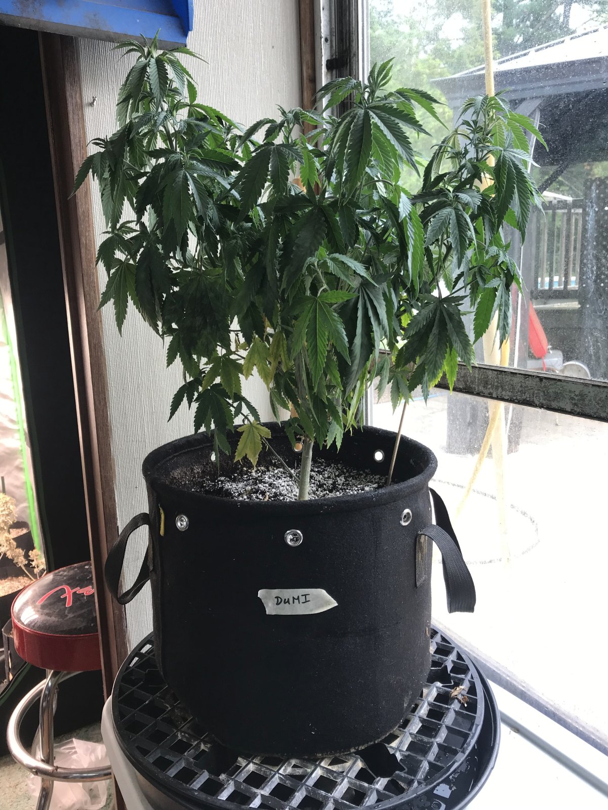 Durban Poison-Day 87-a.jpg