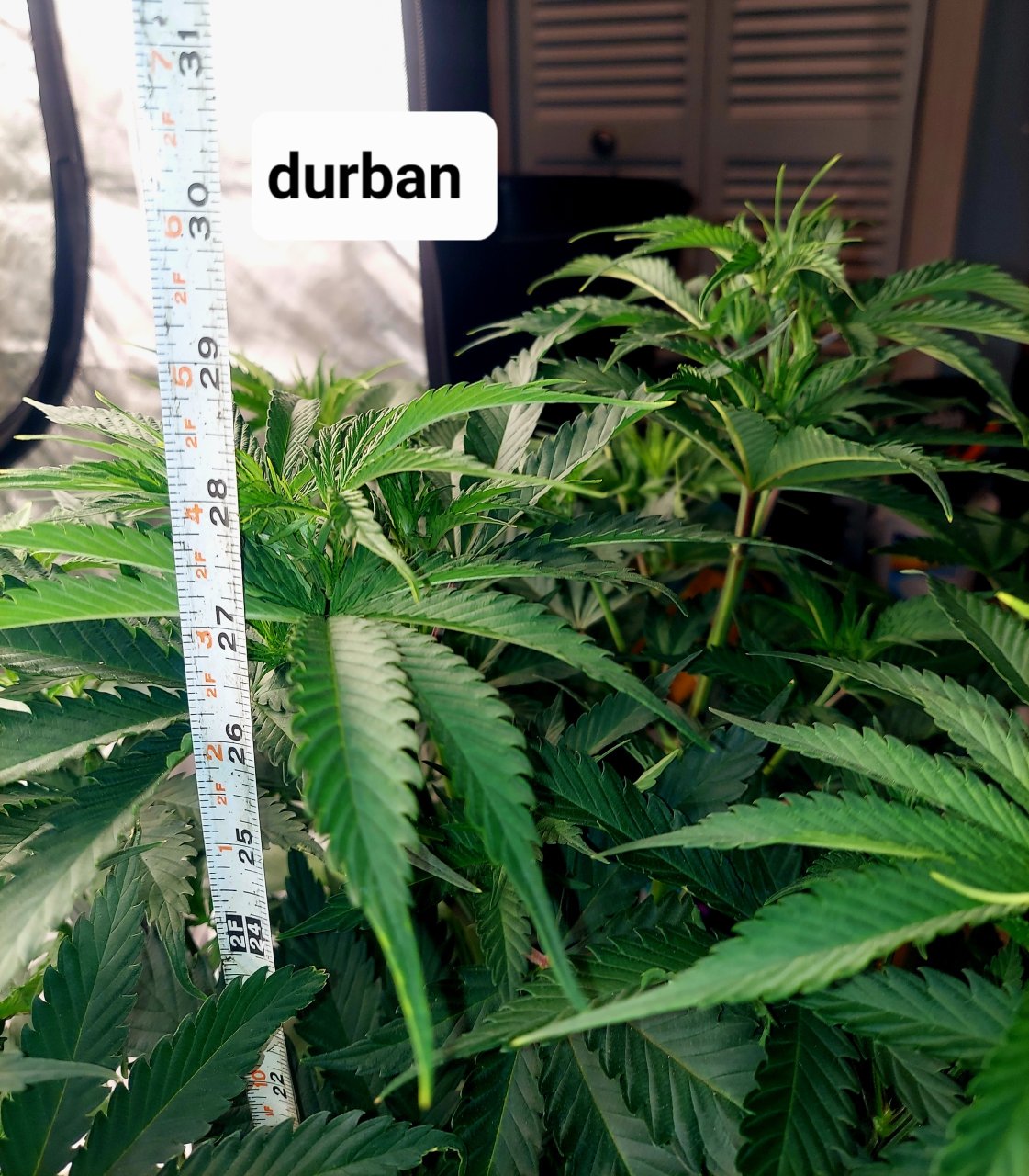 Durban Poison-FC4800 Summer Grow 2023-Grow Journal