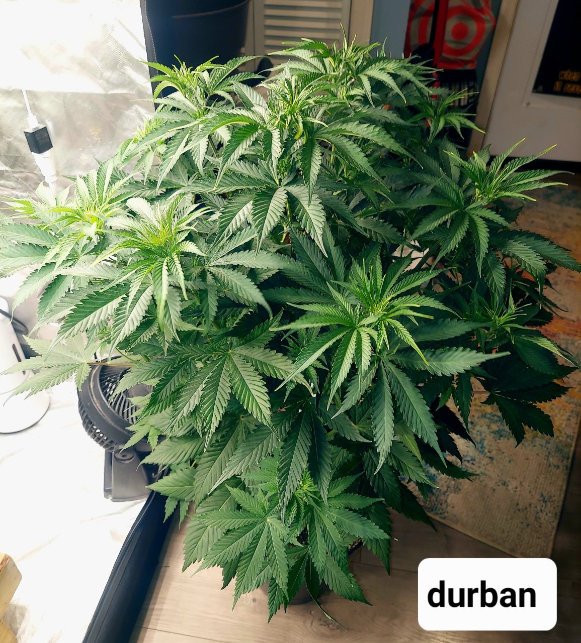 Durban Poison-FC4800 Summer Grow 2023-Grow Journal