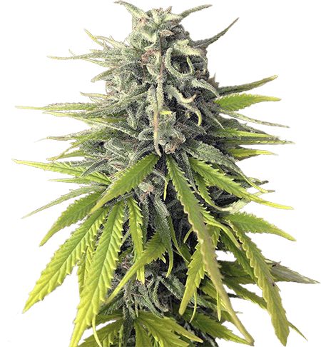 Durban-Poison-Feminized-Marijuana-Strains.png