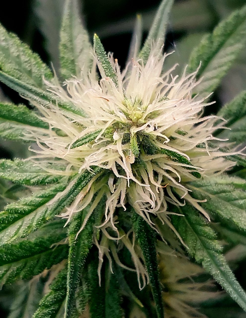 Durban Poison-Grow Journal-Summer Grow 2023