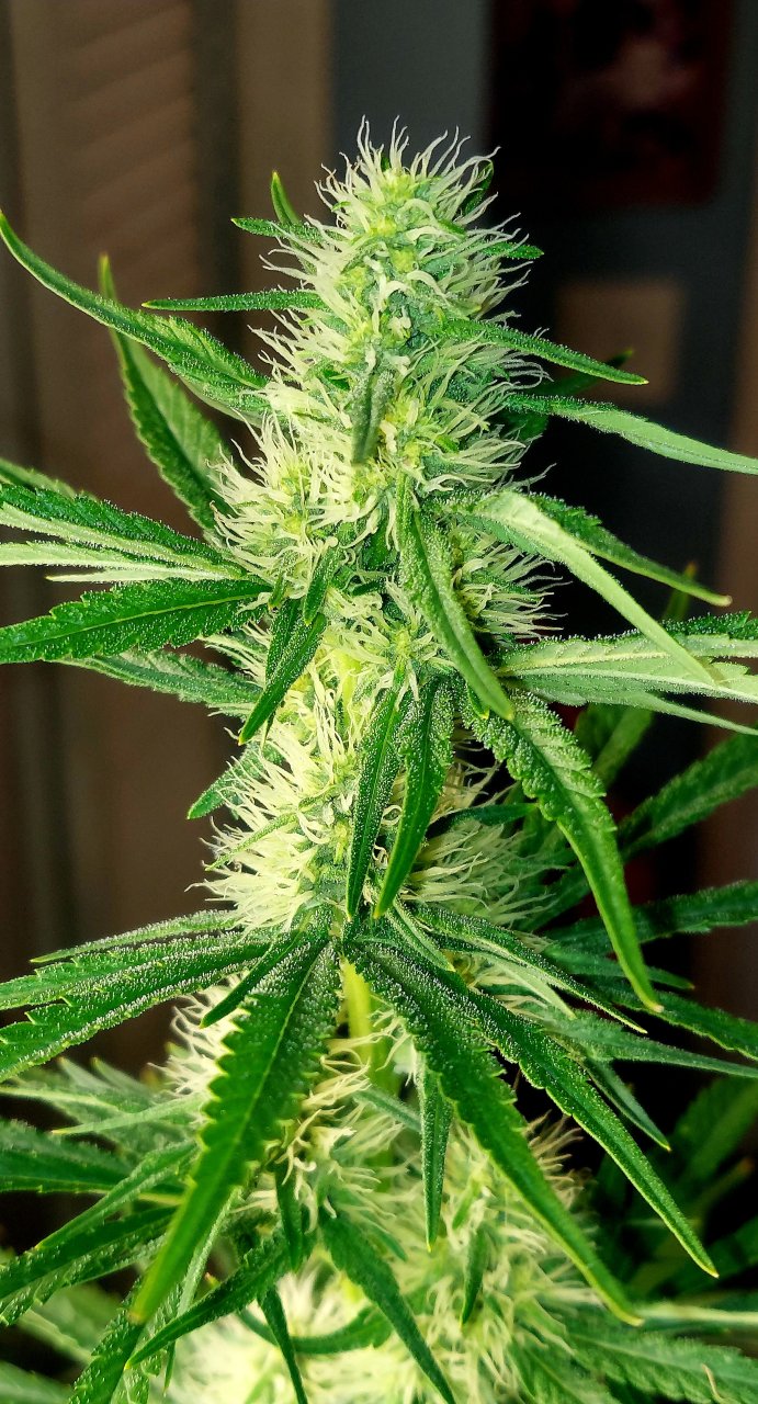 Durban Poison-Grow Journal-Summer Grow 2023