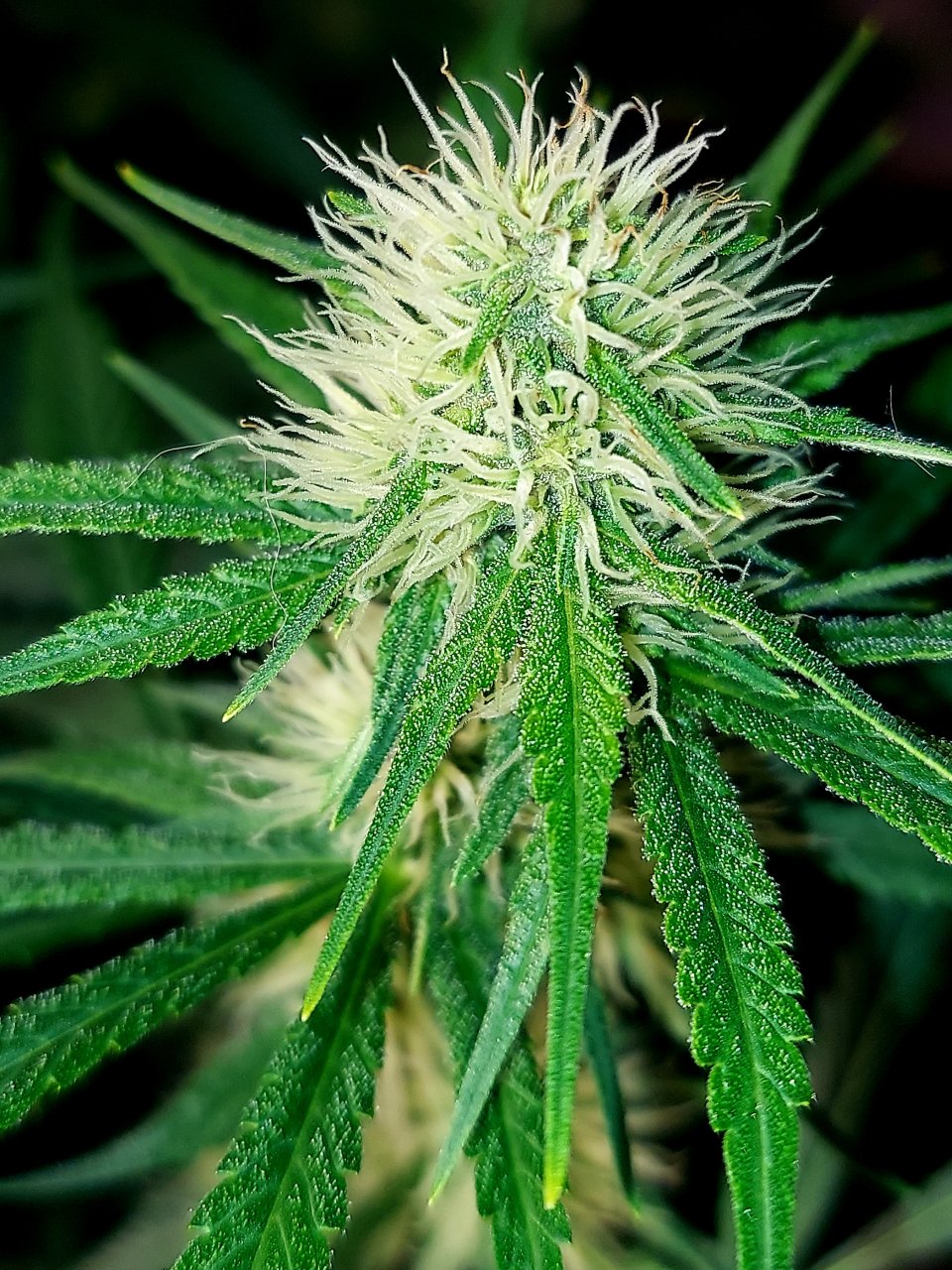 Durban Poison-Grow Journal-Summer Grow 2023