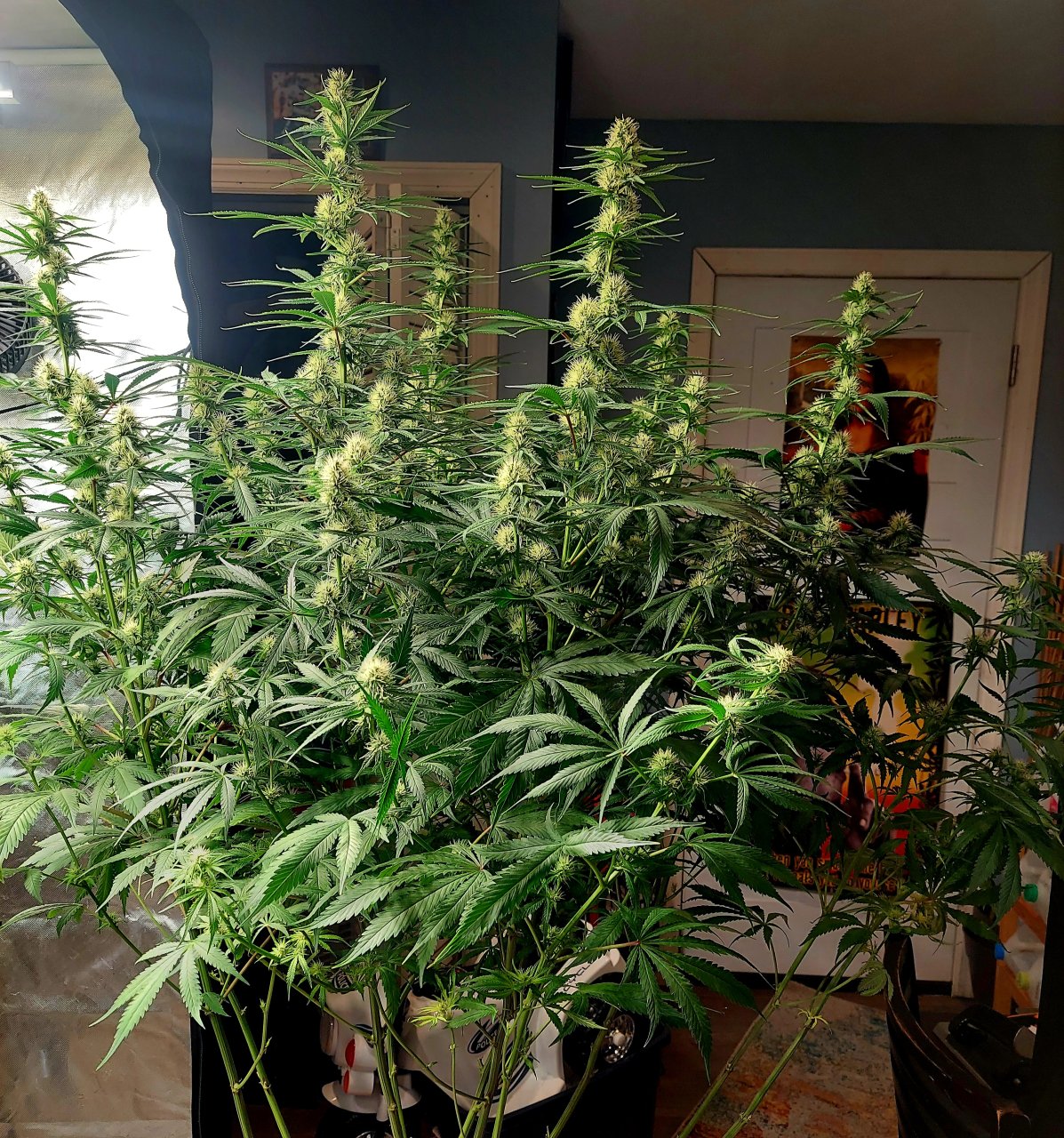 Durban Poison-Grow Journal-Summer Grow 2023