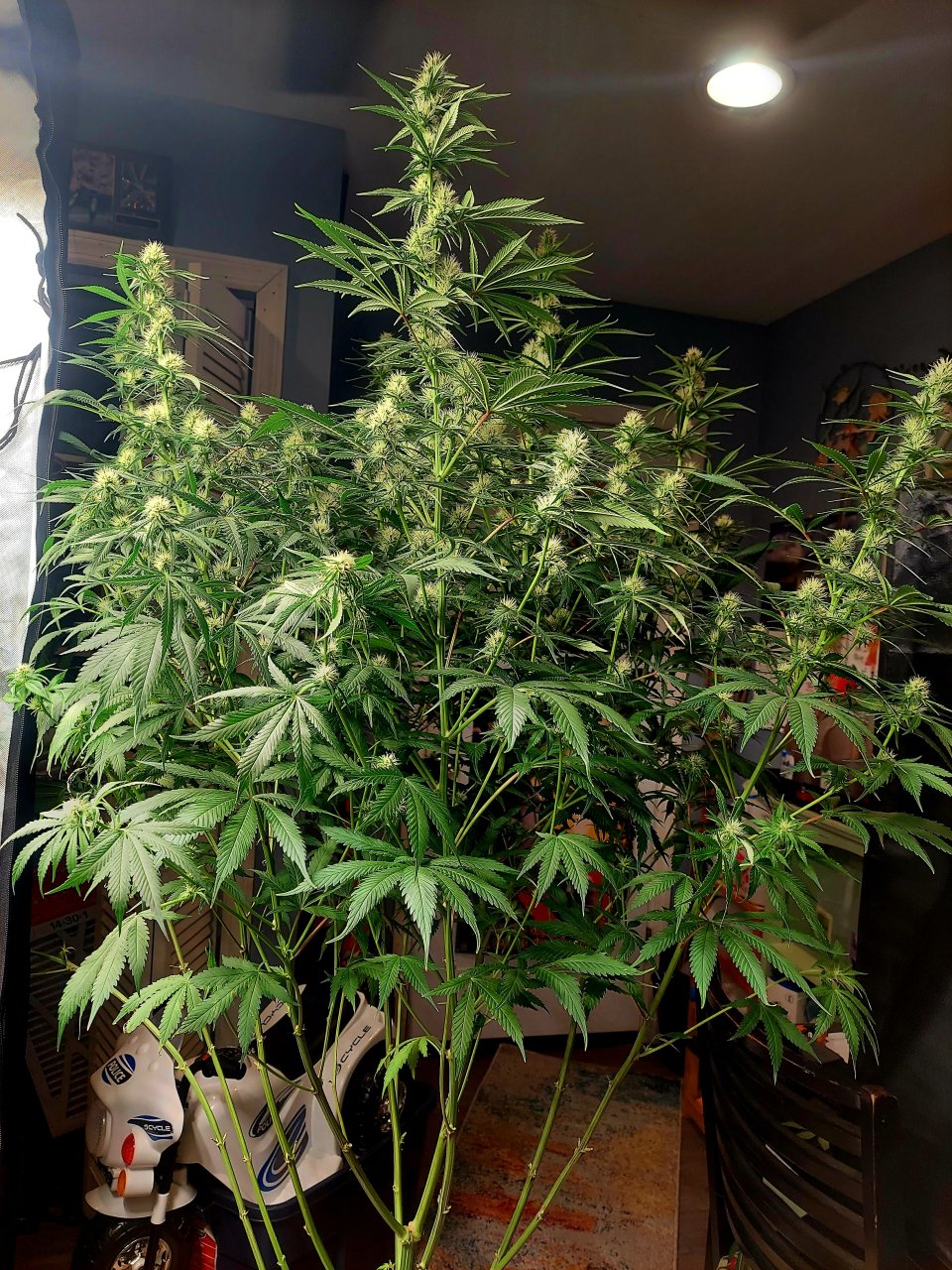 Durban Poison-Grow Journal-Summer Grow 2023