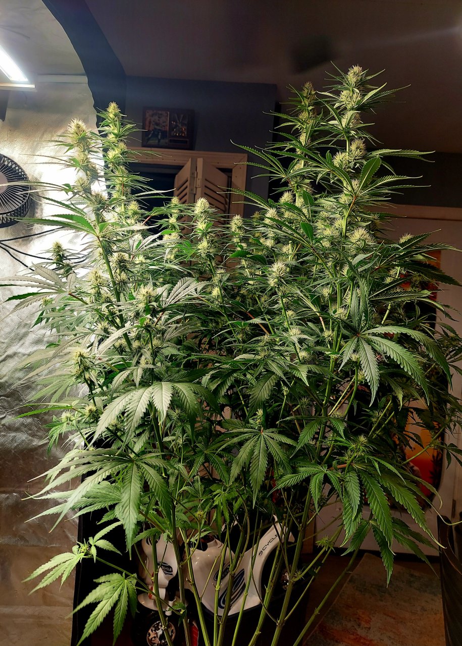 Durban Poison-Grow Journal-Summer Grow 2023