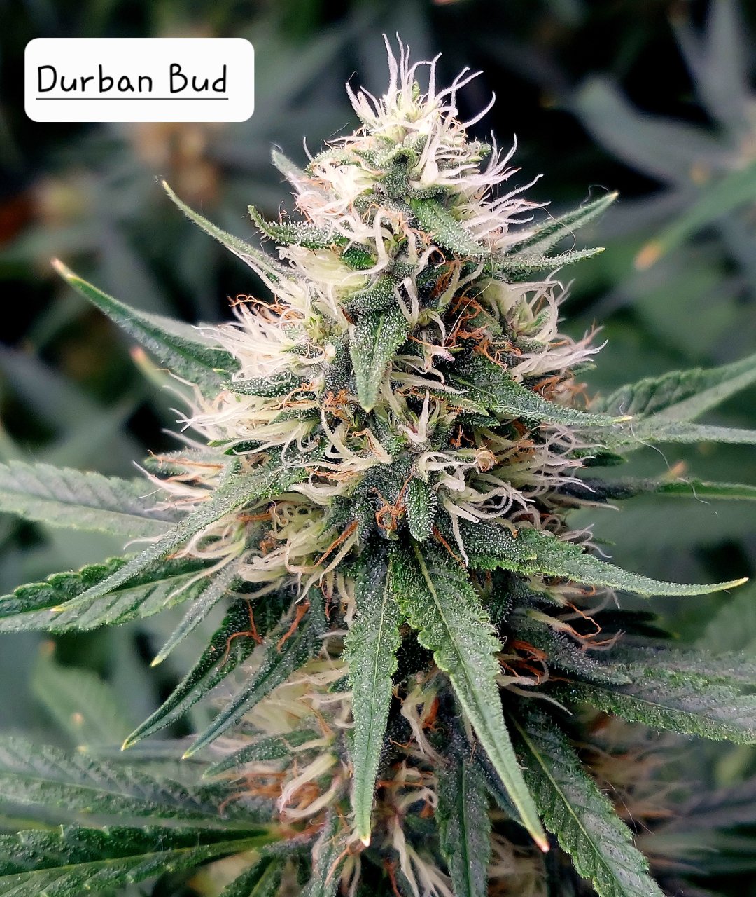 Durban Poison-Grow Journal-Summer Grow 2023