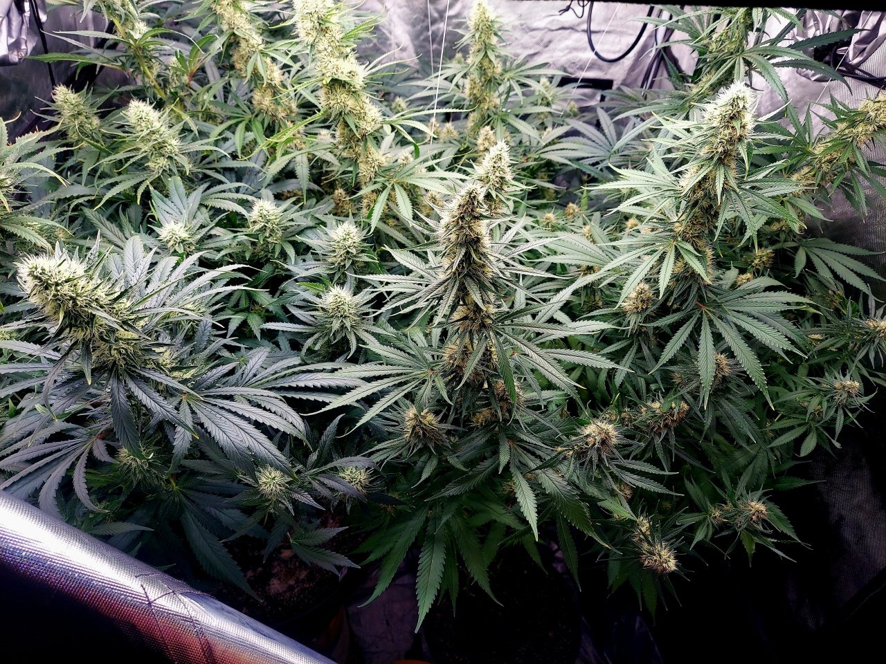 Durban Poison-Grow Journal-Summer Grow 2023