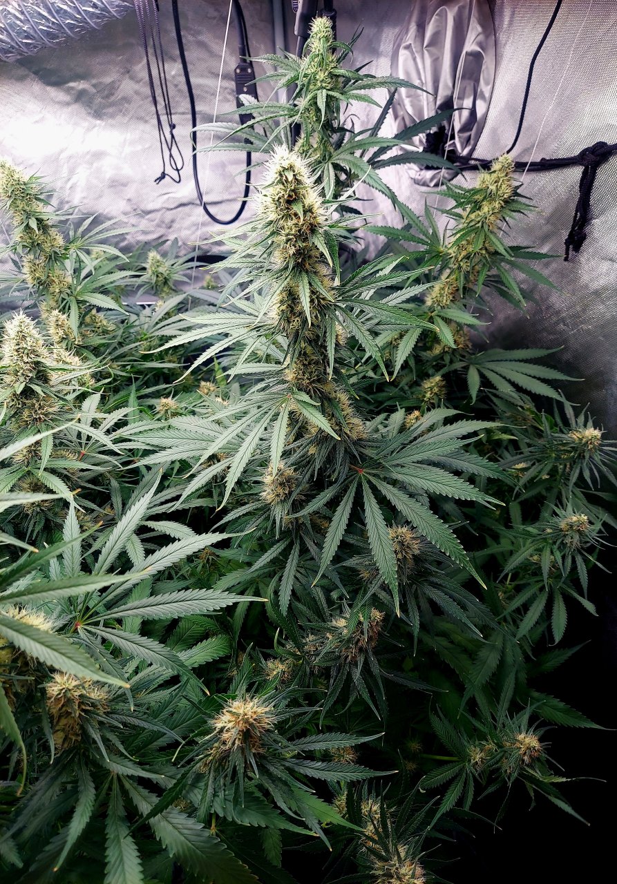 Durban Poison-Grow Journal-Summer Grow 2023