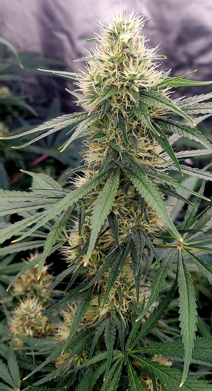 Durban Poison-Grow Journal-Summer Grow 2023