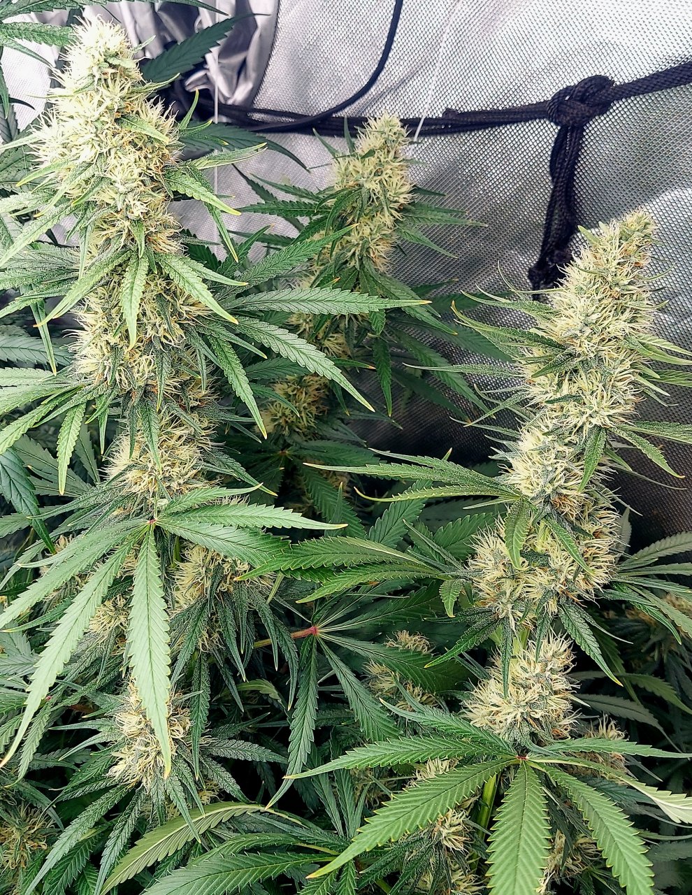 Durban Poison-Grow Journal-Summer Grow 2023