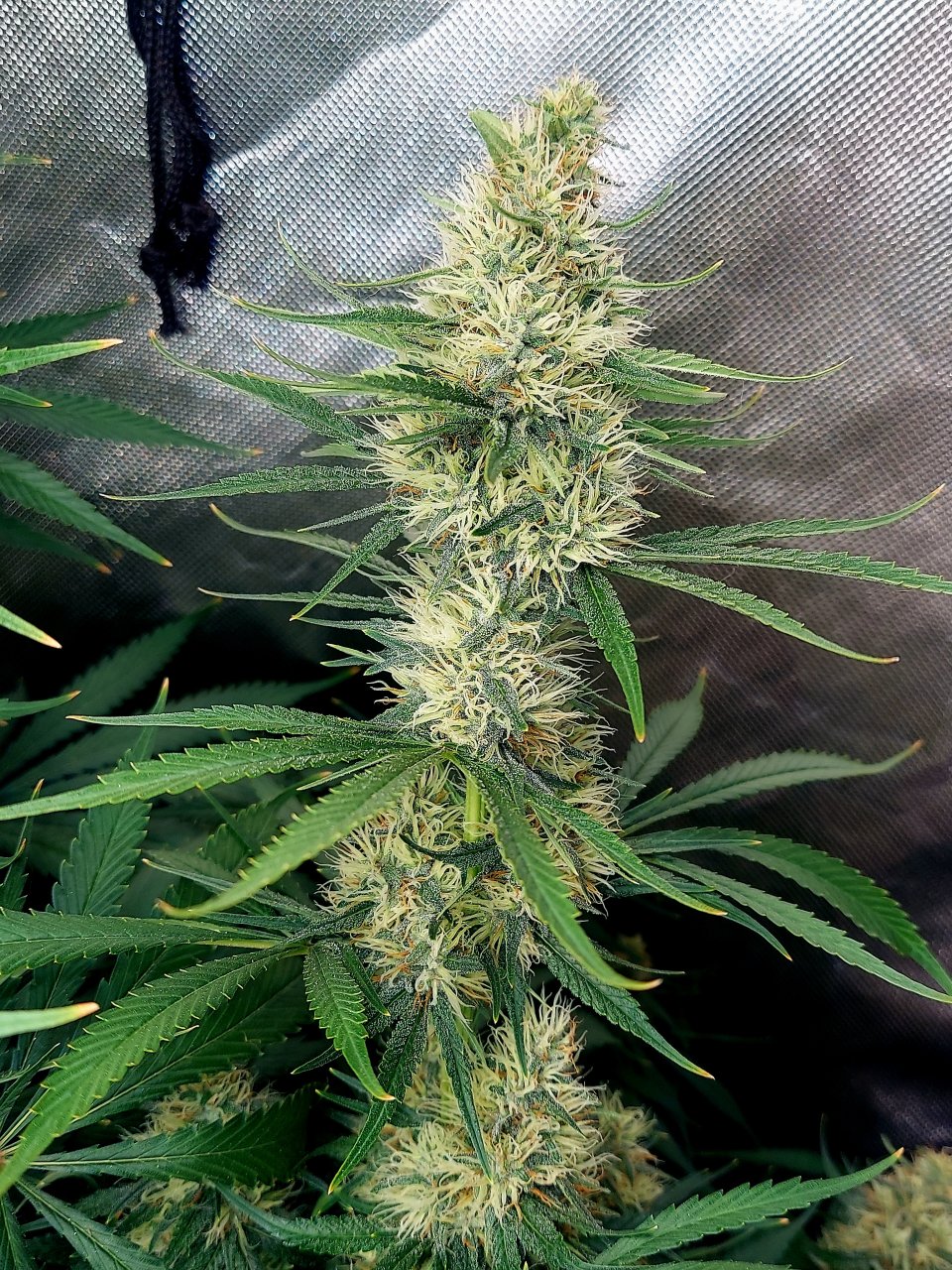 Durban Poison-Grow Journal-Summer Grow 2023