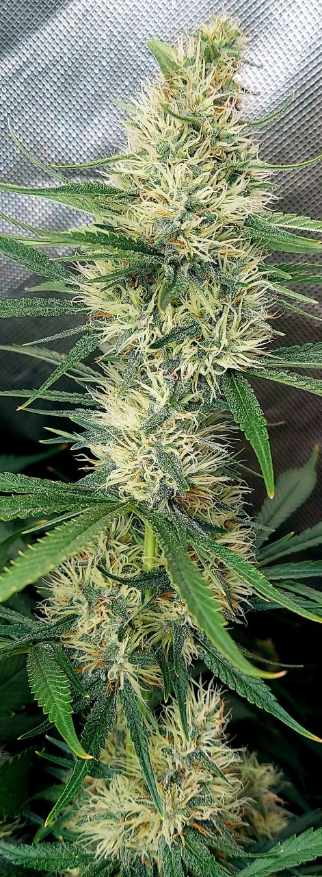 Durban Poison-Grow Journal-Summer Grow 2023