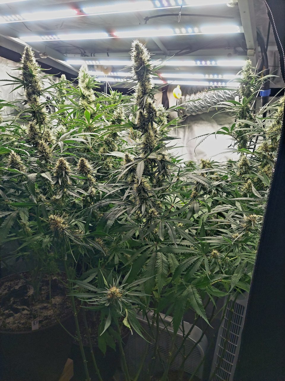 Durban Poison-Grow Journal-Summer Grow 2023