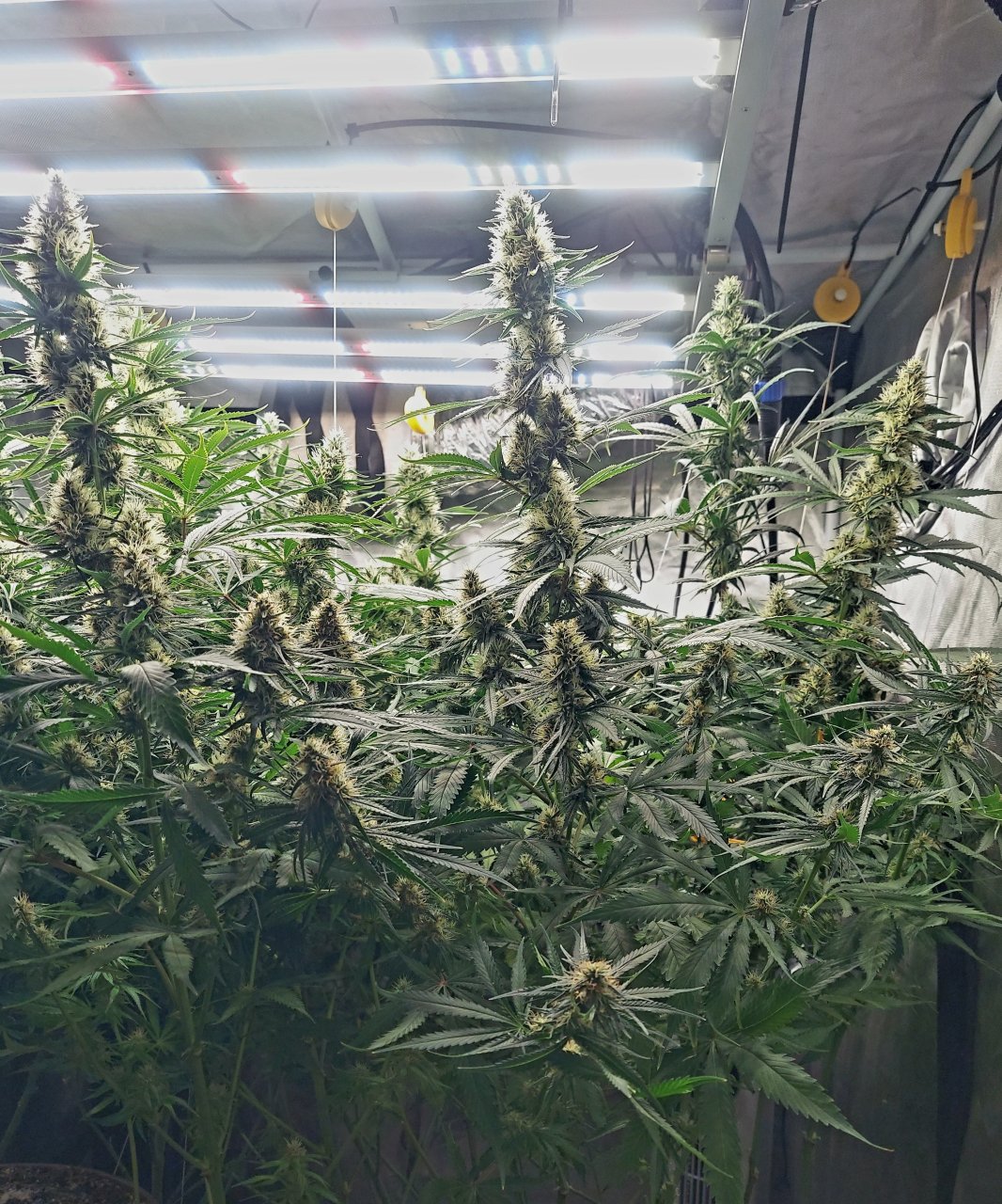 Durban Poison-Grow Journal-Summer Grow 2023