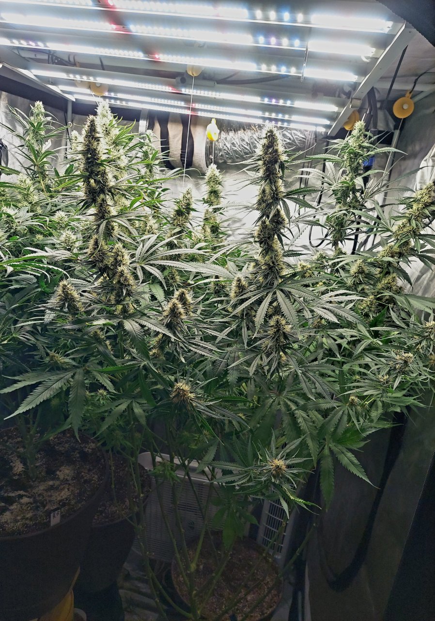 Durban Poison-Grow Journal-Summer Grow 2023