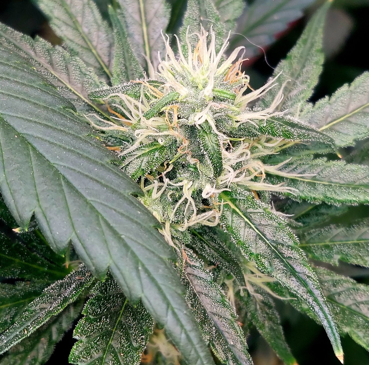 Durban Poison-Grow Journal-Summer Grow 2023