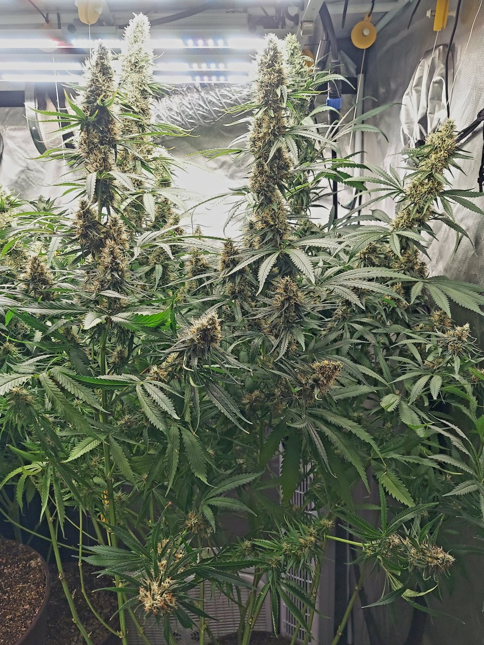 Durban Poison-Grow Journal-Summer Grow 2023