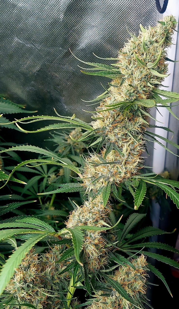 Durban Poison-Grow Journal-Summer Grow 2023