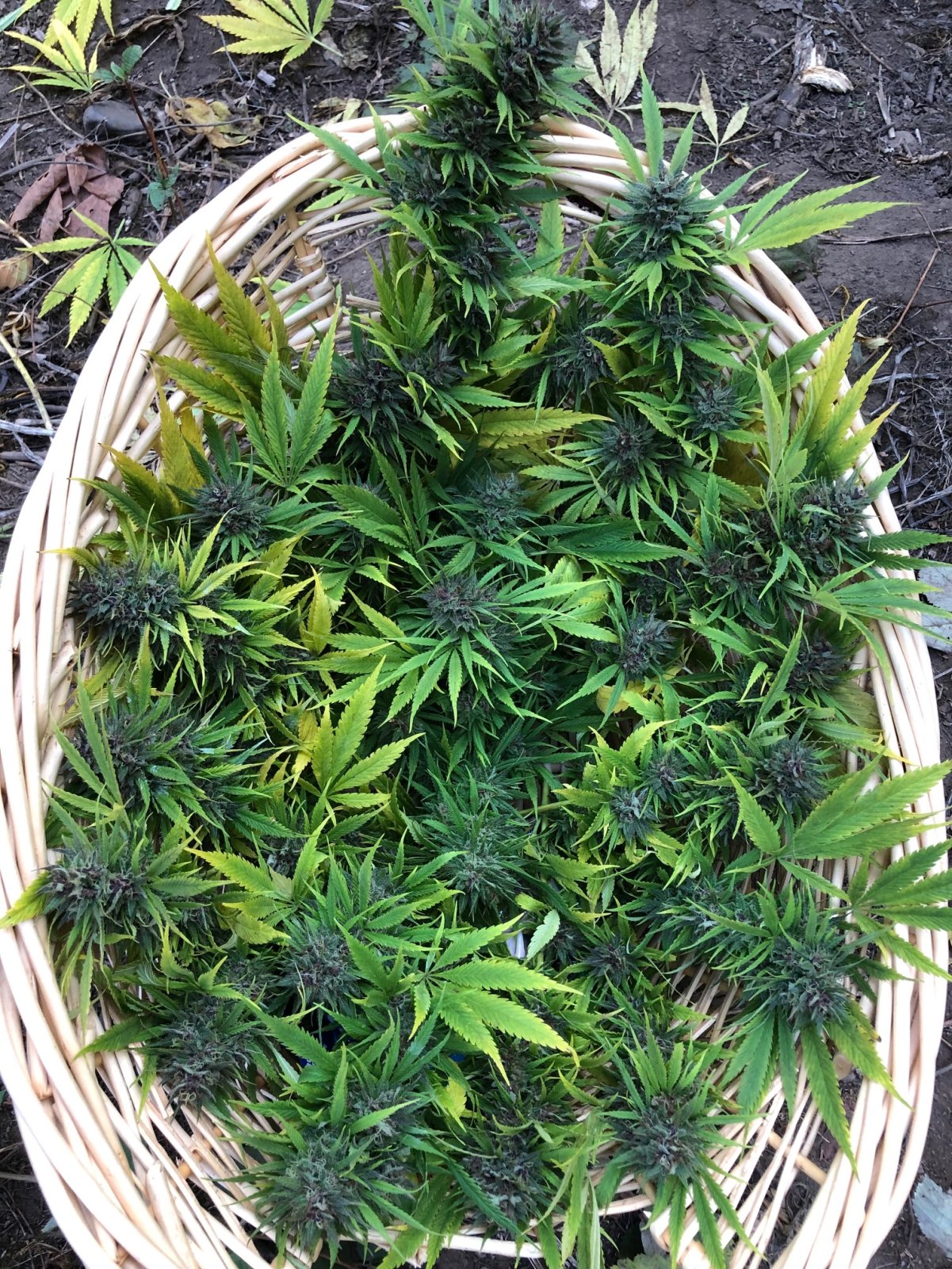 Durban Poison harvest basket all top buds .jpg