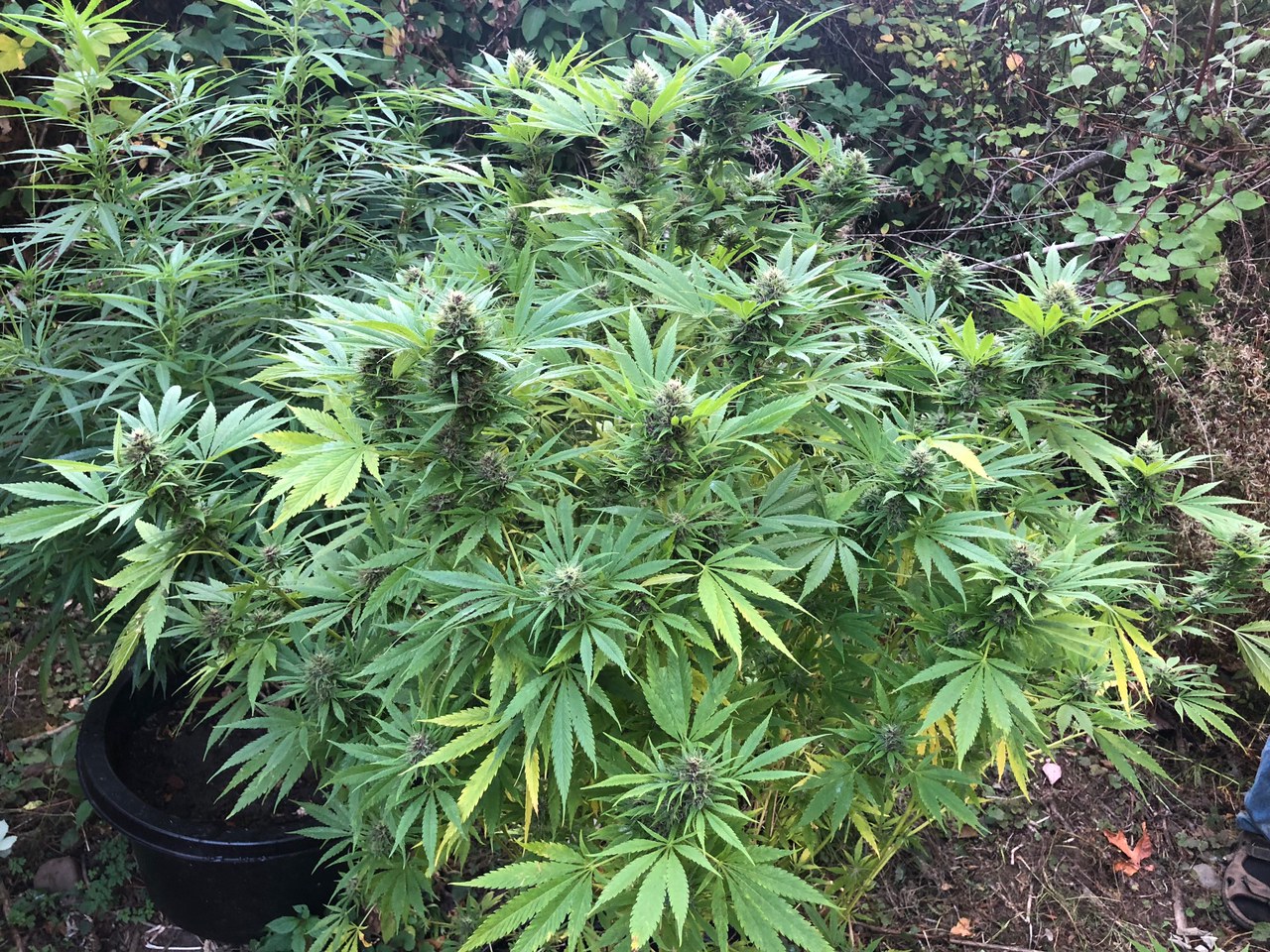 Durban Poison Late flower outdoors organic.jpg