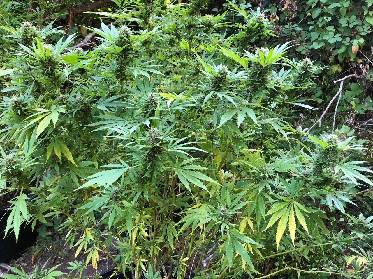 Durban Poison organic outdoors bud tops.jpg