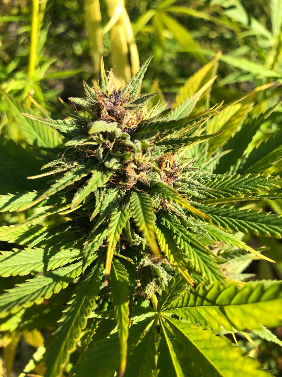 Durban Poison purple bud outdoor.jpg