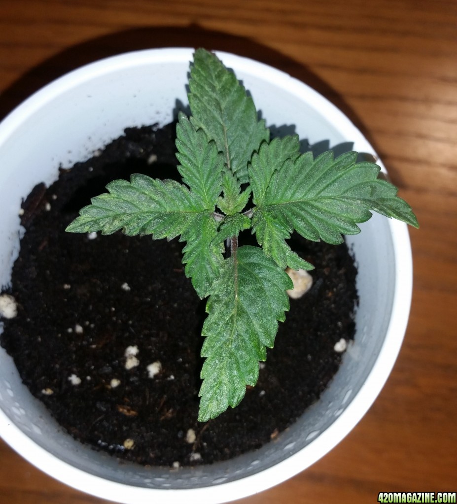 Durban Poison Seedling