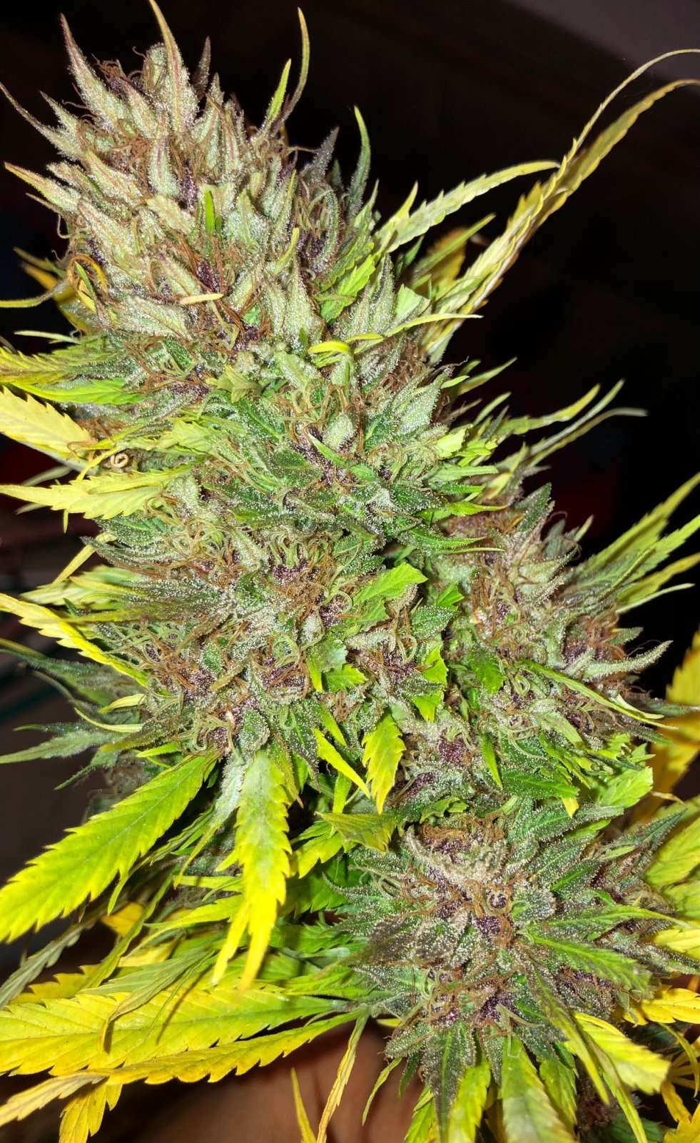 Durban Poison wet bud finishing color 2.jpg