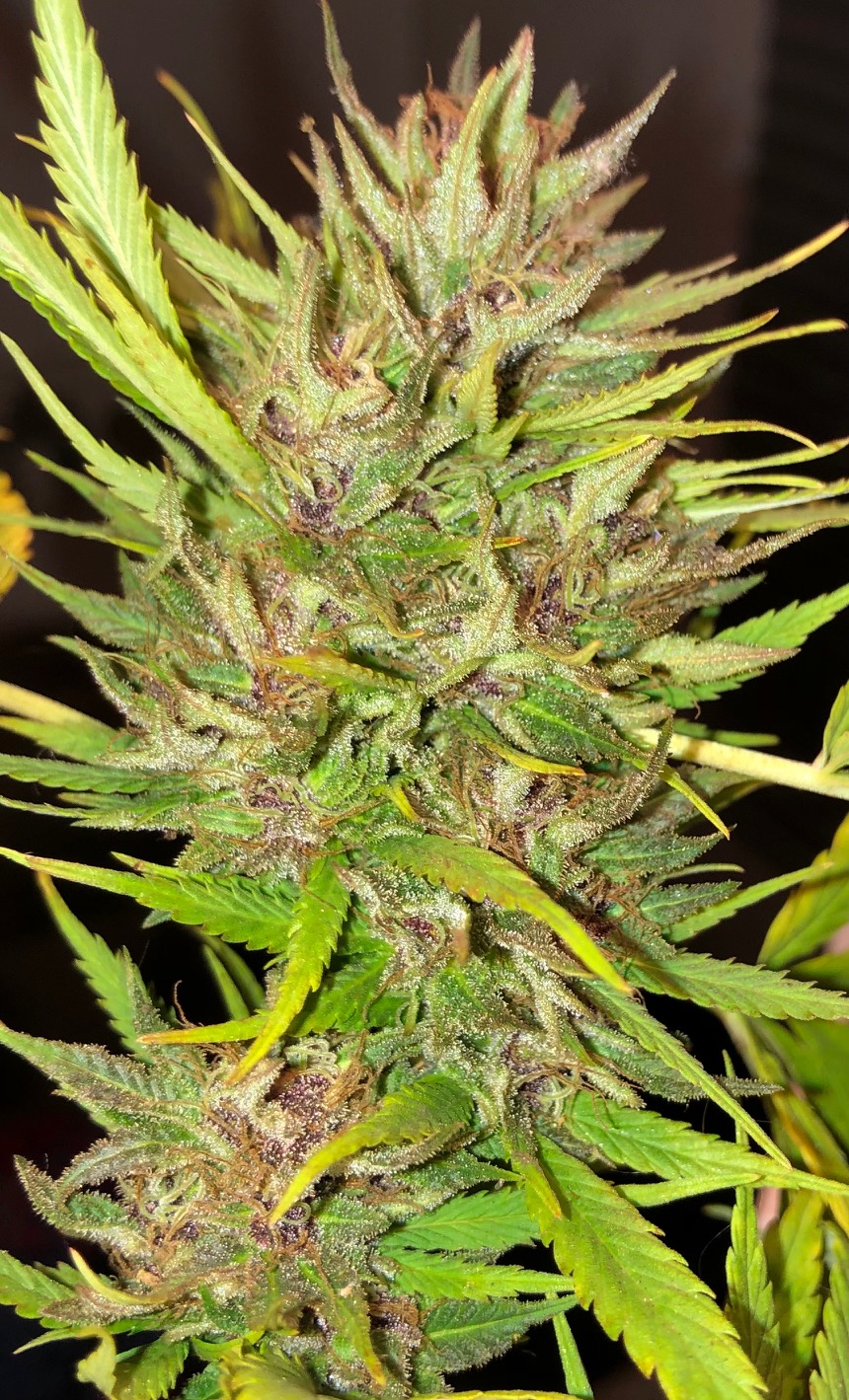 Durban Poison wet bud finishing color.jpg