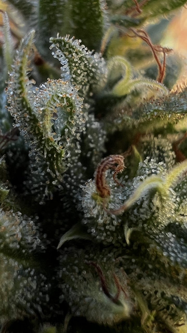 DurbanPoisonTrichs1.JPG