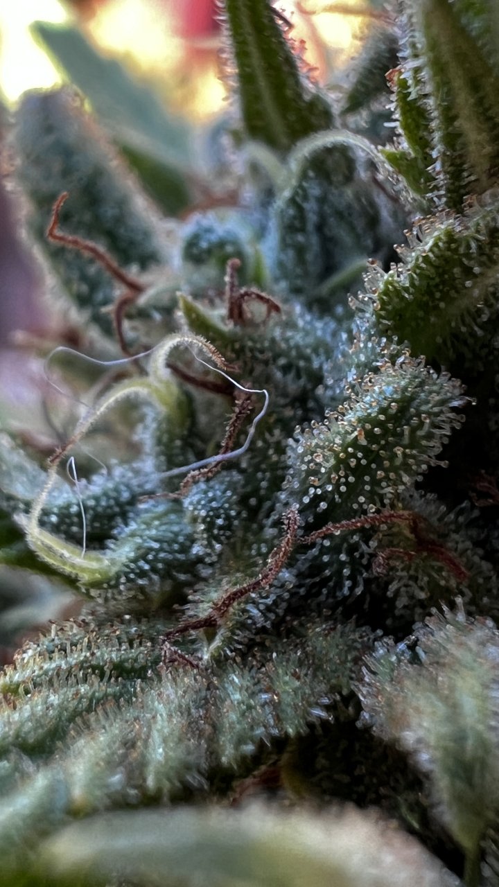 DurbanPoisonTrichs2.JPG