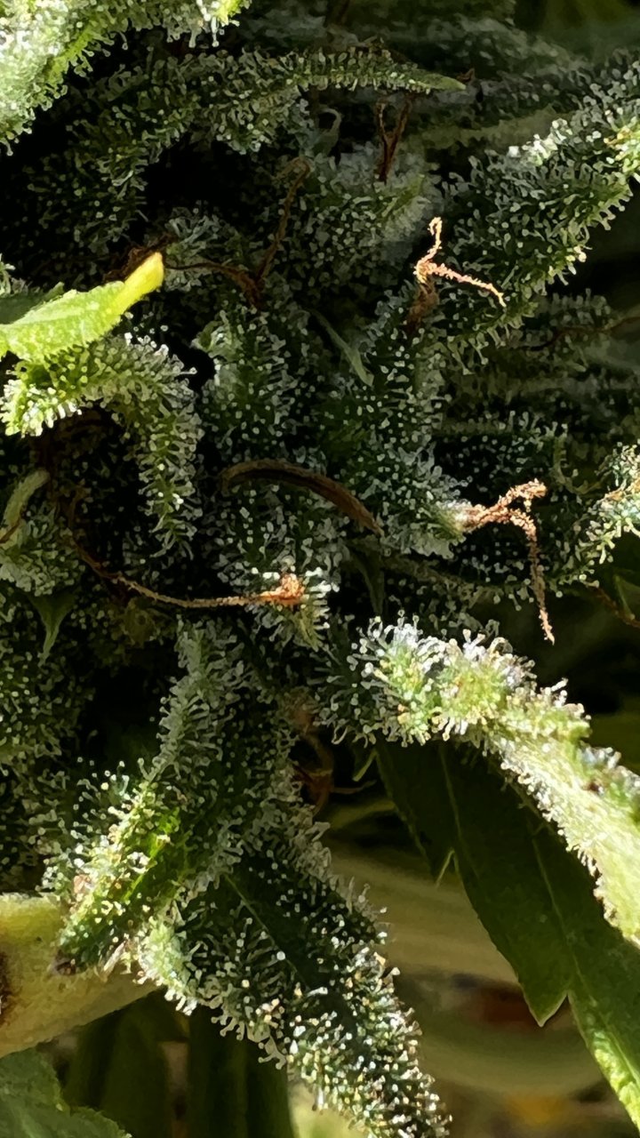 DurbanPoisonTrichs3.JPG