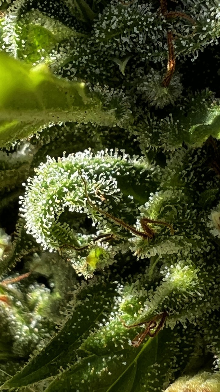 DurbanPoisonTrichs6.JPG