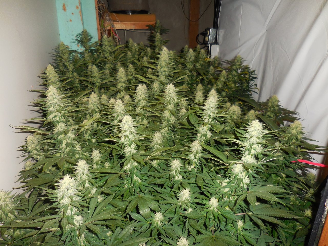 Durbans and chronics Cat D!..CropmasterBudmaster 005.jpg