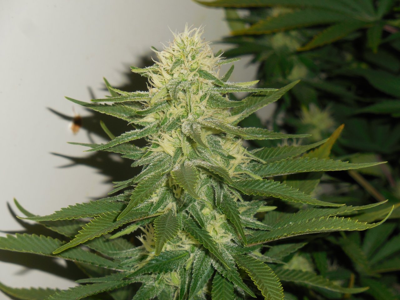 Durbans and chronics Cat D!..CropmasterBudmaster 007.jpg