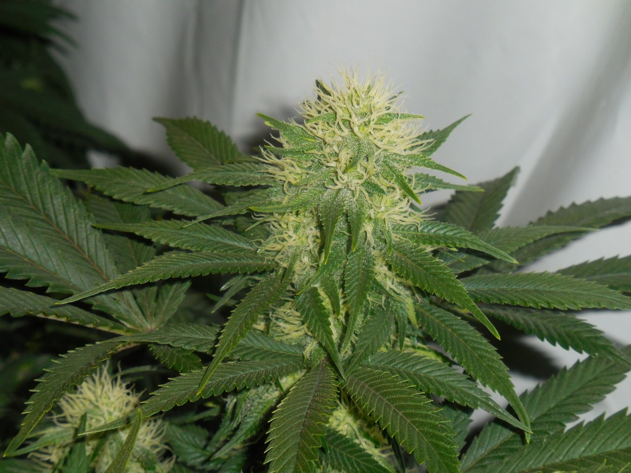 Durbans and chronics Cat D!..CropmasterBudmaster 009.jpg