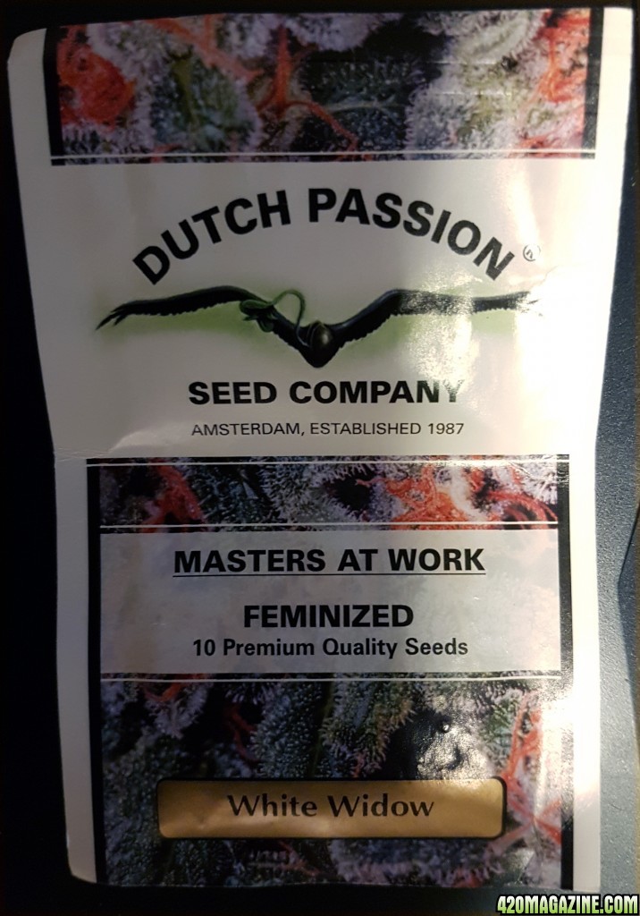 Dutch Passion - White widow - Feminized