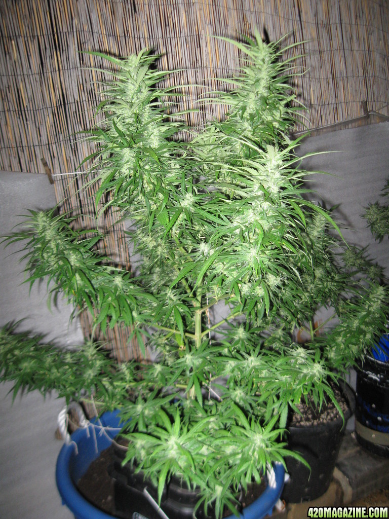 Dutch Seeds grown outdoors in Hawaii summer of 2013