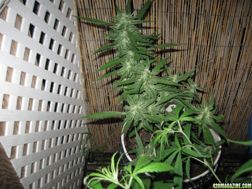 Dutch Seeds grown outdoors in Hawaii summer of 2013