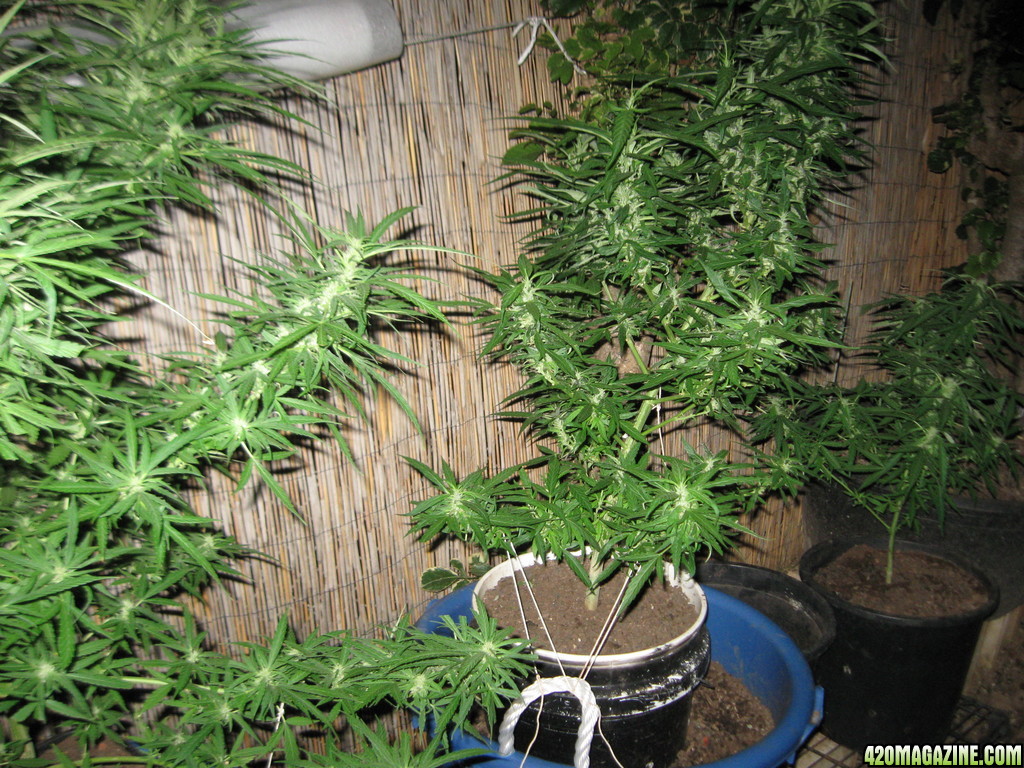 Dutch Seeds grown outdoors in Hawaii summer of 2013