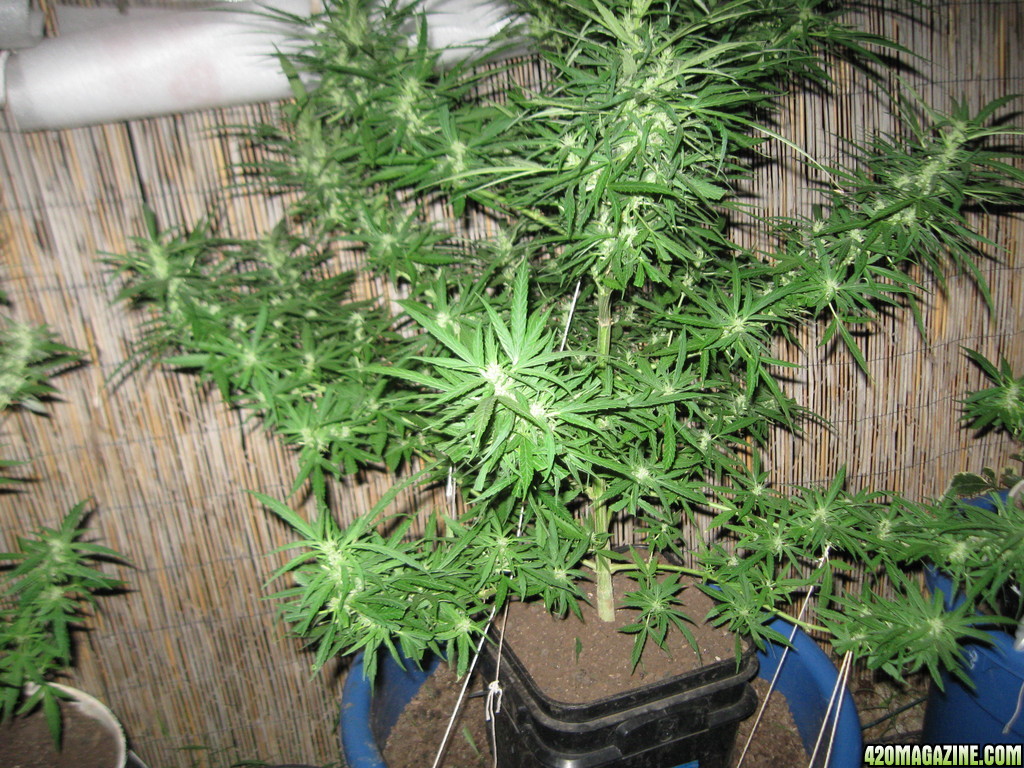 Dutch Seeds grown outdoors in Hawaii summer of 2013