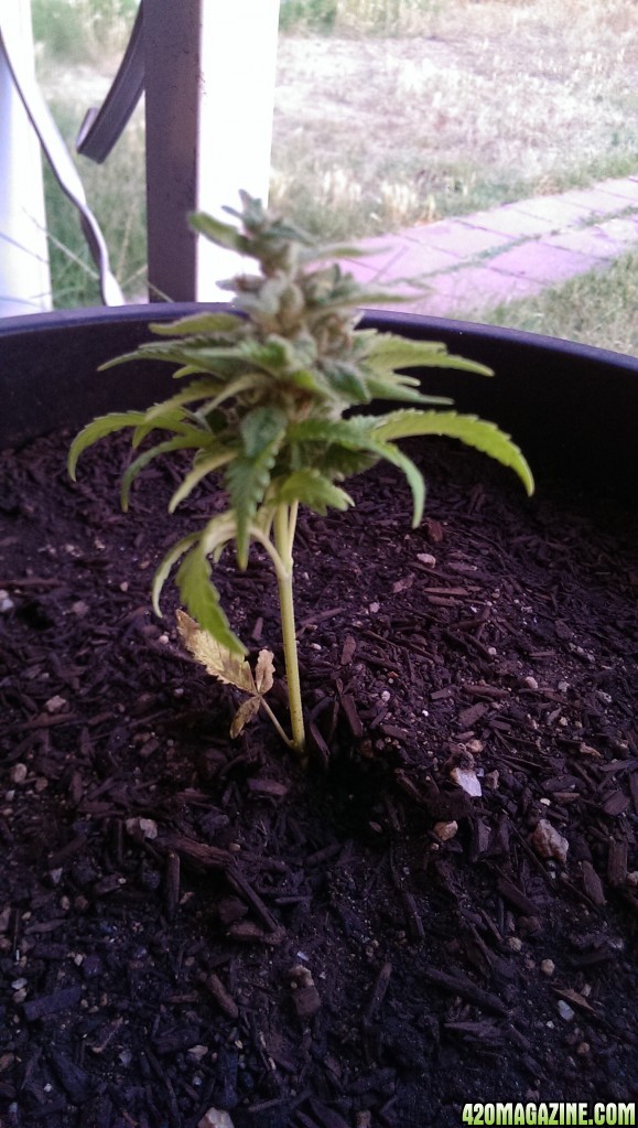 Dwarf Afganj Kush