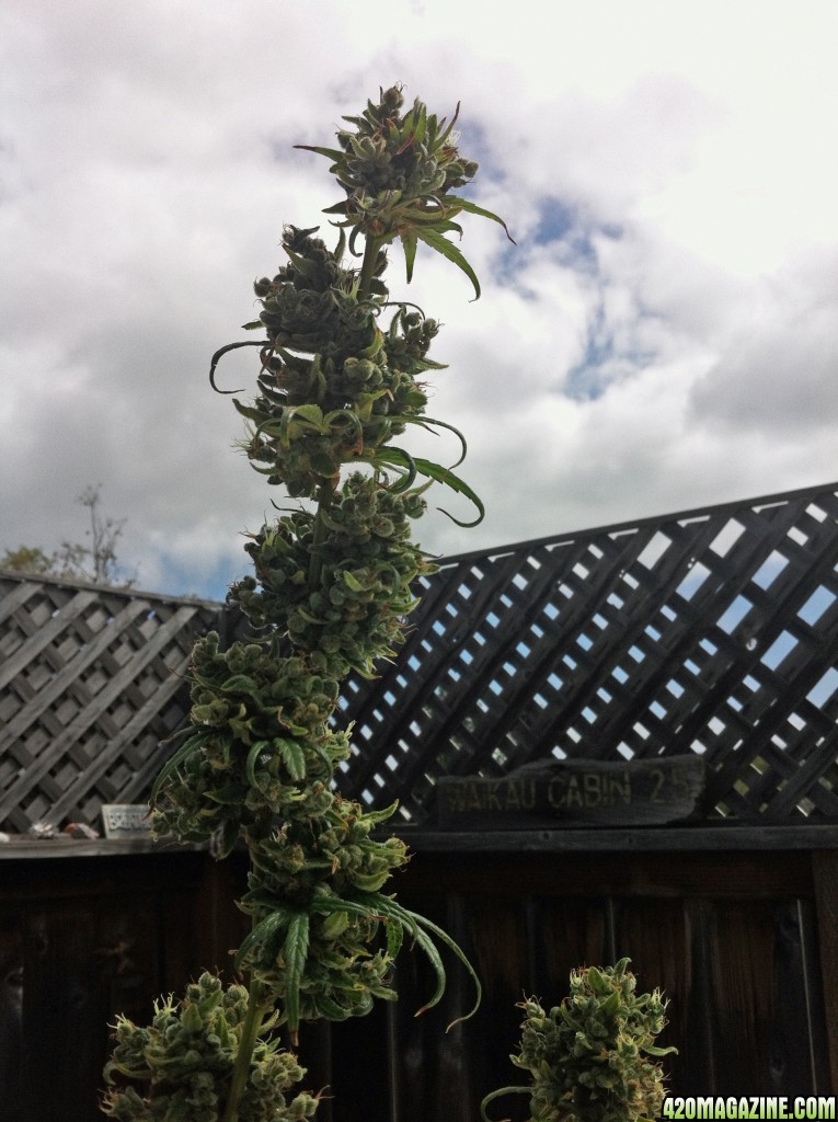 Dwarf Low Flyer 1st grow in Hawaii